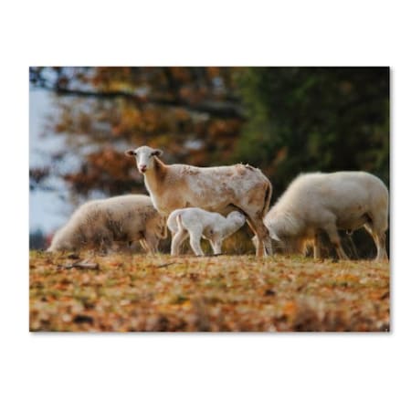 Jai Johnson 'Giving Nourishment Sheep' Canvas Art,14x19